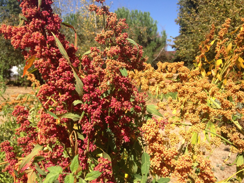 DIY Quinoa Growing and Cleaning at Home M8re Creative Services